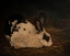 Picture of RESTING BUNNY RABBIT V