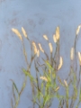 Picture of PLUME-GRASS PERSPECTIVE II