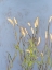 Picture of PLUME-GRASS PERSPECTIVE II
