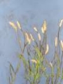 Picture of PLUME-GRASS PERSPECTIVE II