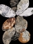 Picture of SEGONA BOULDERS I