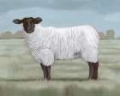 Picture of SHEPHERDS SHEEP II