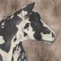 Picture of DAIRY COW PORTRAIT I