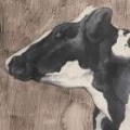 Picture of DAIRY COW PORTRAIT II