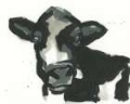 Picture of BIG MOO-D VIII