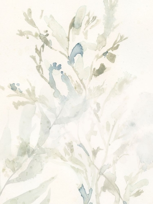 Picture of ELEGANT SEA KELP III