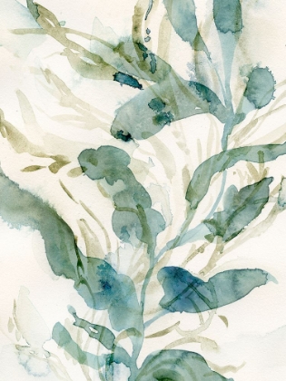 Picture of UNDERWATER BOTANY III