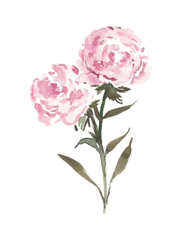 Picture of JANUARY CANATION