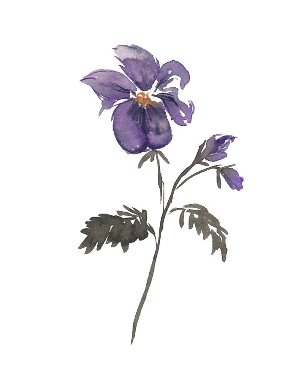 Picture of FEBRUARY VIOLET