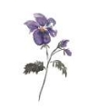 Picture of FEBRUARY VIOLET