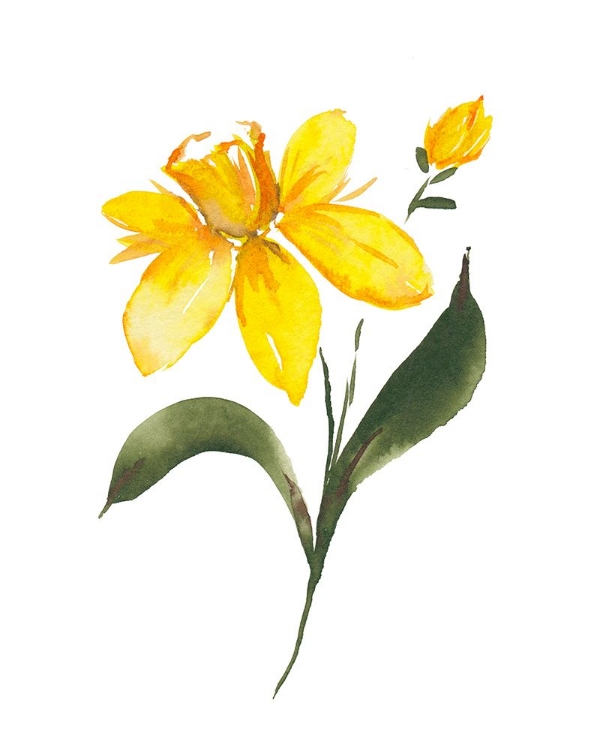 Picture of MARCH DAFFODIL