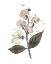 Picture of APRIL SWEETPEA