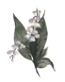 Picture of MAY LILY OF THE VALLEY
