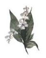 Picture of MAY LILY OF THE VALLEY