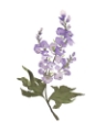 Picture of JULY LARKSPUR