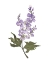 Picture of JULY LARKSPUR