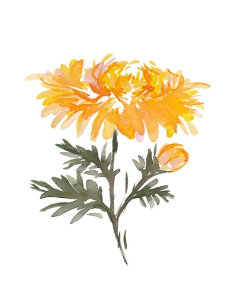 Picture of NOVEMBER CHRYSANTHEMUM