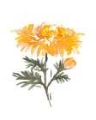 Picture of NOVEMBER CHRYSANTHEMUM