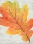 Picture of WOODLAND COLORS II