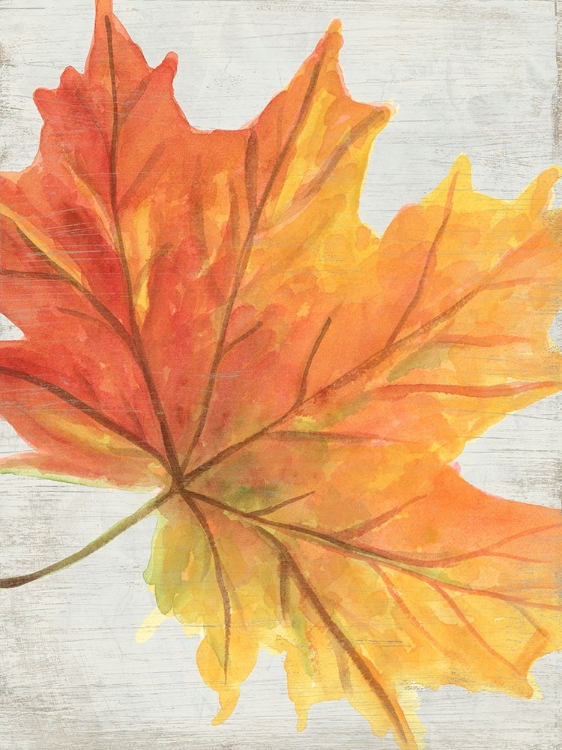 Picture of WOODLAND COLORS III