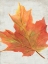Picture of WOODLAND COLORS IV