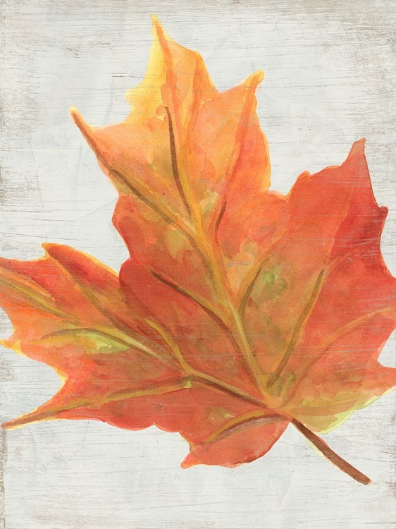 Picture of WOODLAND COLORS IV