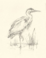 Picture of WATERBIRD SKETCHBOOK STUDY I