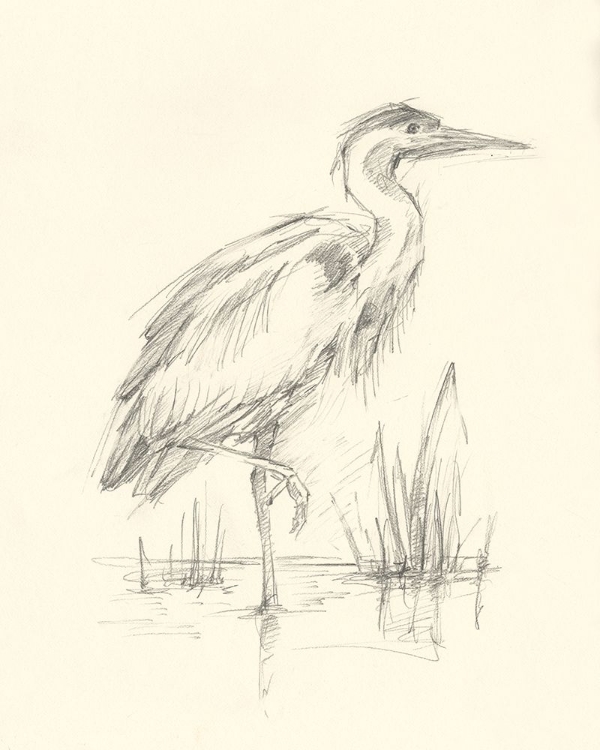 Picture of WATERBIRD SKETCHBOOK STUDY I