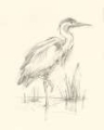 Picture of WATERBIRD SKETCHBOOK STUDY I