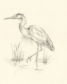 Picture of WATERBIRD SKETCHBOOK STUDY II