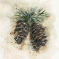 Picture of WATERCOLOR PINECONE STUDY II