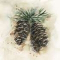 Picture of WATERCOLOR PINECONE STUDY II