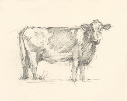 Picture of BOVINE PENCIL STUDY I
