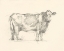 Picture of BOVINE PENCIL STUDY I