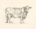 Picture of BOVINE PENCIL STUDY I