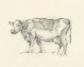 Picture of BOVINE PENCIL STUDY II