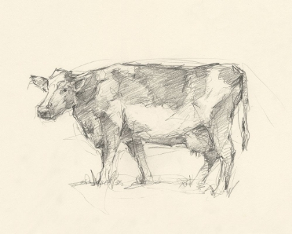 Picture of BOVINE PENCIL STUDY II