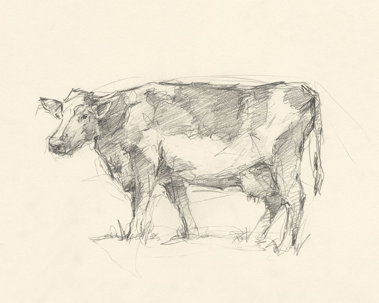 Picture of BOVINE PENCIL STUDY II