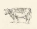 Picture of BOVINE PENCIL STUDY II