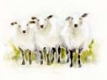 Picture of WATERCOLOR SHEEP TRIO I