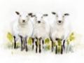 Picture of WATERCOLOR SHEEP TRIO II