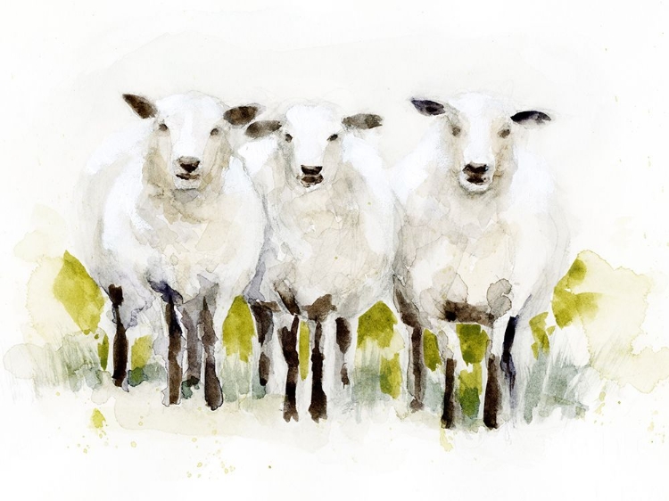 Picture of WATERCOLOR SHEEP TRIO II