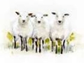 Picture of WATERCOLOR SHEEP TRIO II