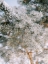 Picture of WINTER BRANCHES I