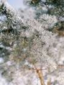 Picture of WINTER BRANCHES I