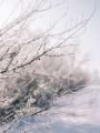 Picture of WINTER BRANCHES II