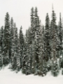 Picture of WINTER TREES I