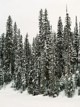 Picture of WINTER TREES I