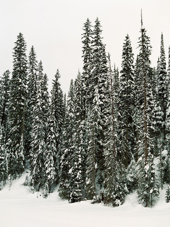 Picture of WINTER TREES I