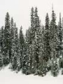 Picture of WINTER TREES I